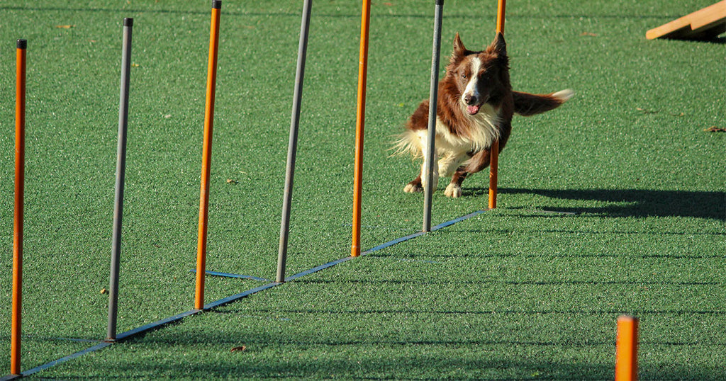 Dog Agility Classes in Southern California 
