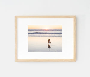 Photo print of corgi hop on sunset beach by LaCorgi.